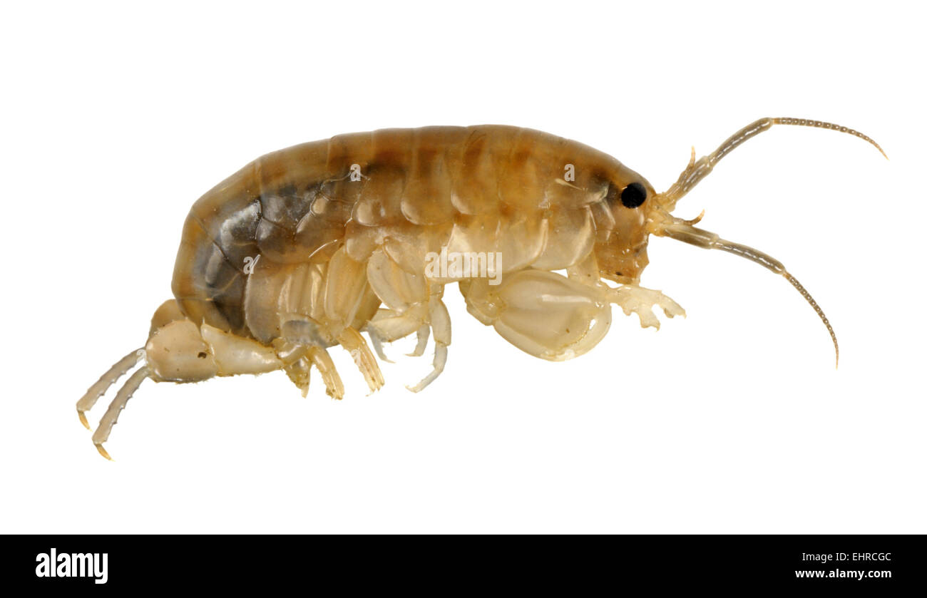 Mantis beach hopper new arrivals