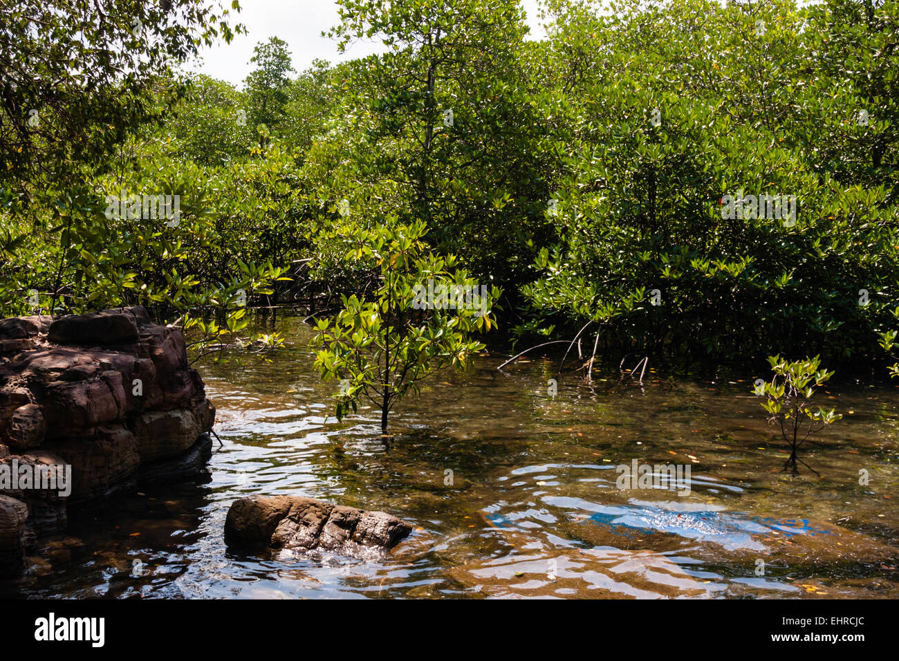 Mangroves in Thailand Stock Photo