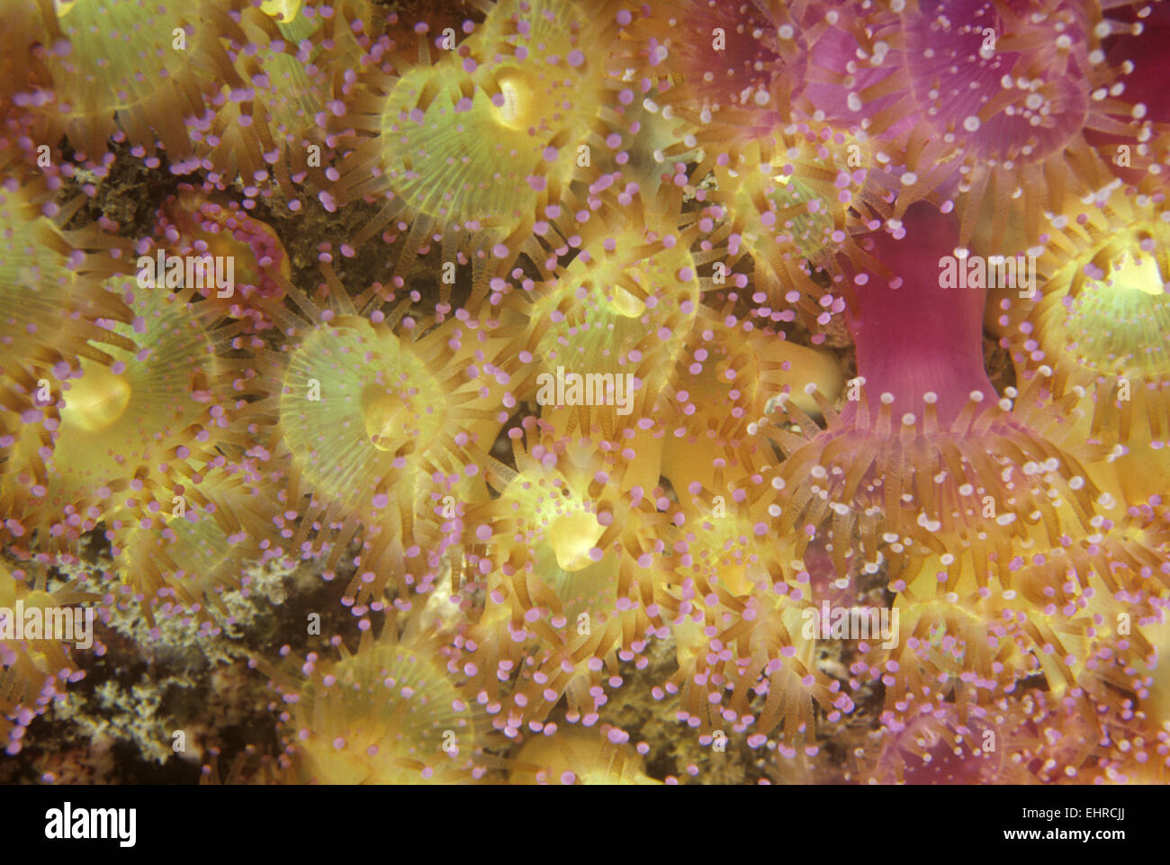 Jewel Anemone - Corynactis viridis Stock Photo