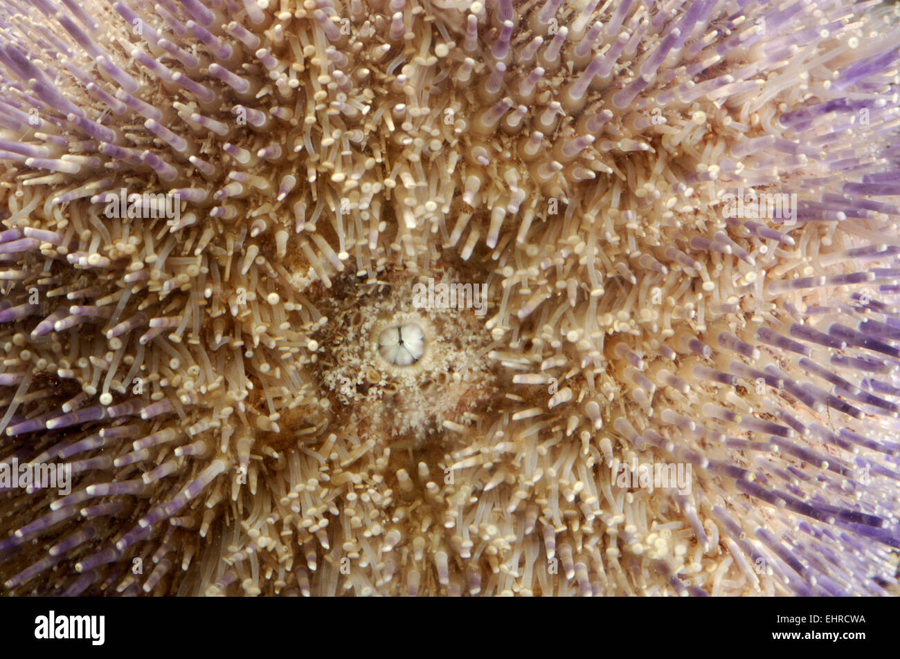 Sea urchin mouth hires stock photography and images Alamy