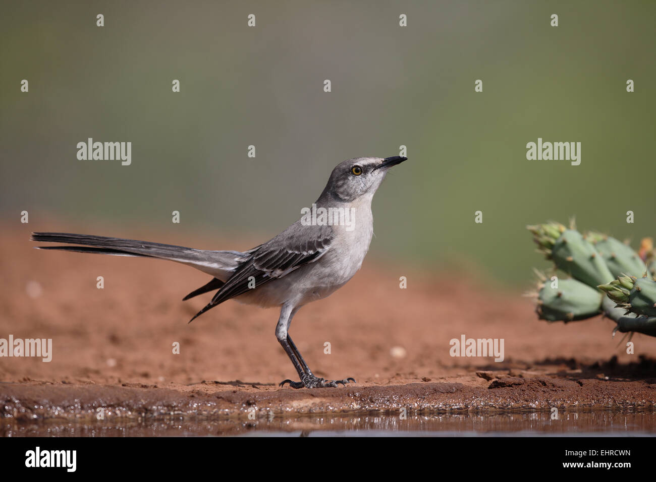 Northern Mockingbird, Mimus polyglottos, tail raised Stock Photo