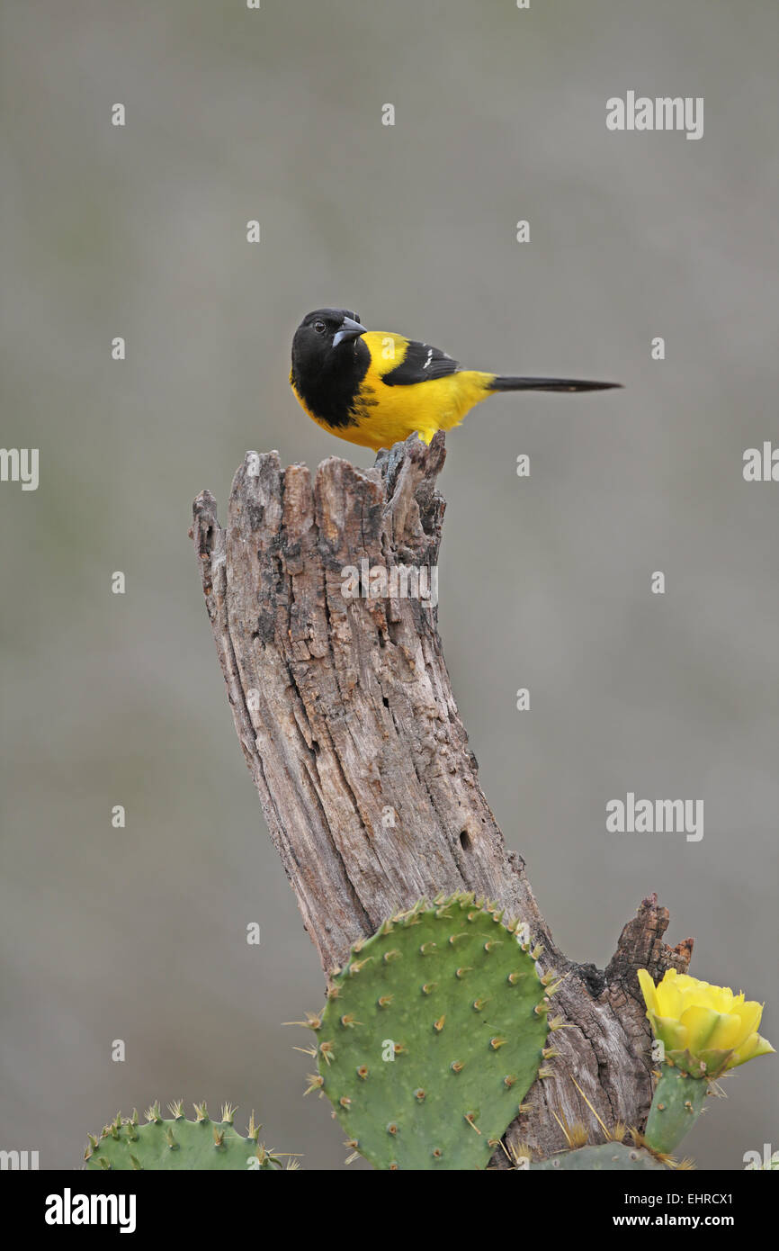 Audubon's Oriole, Icterus graduacauda Stock Photo Alamy