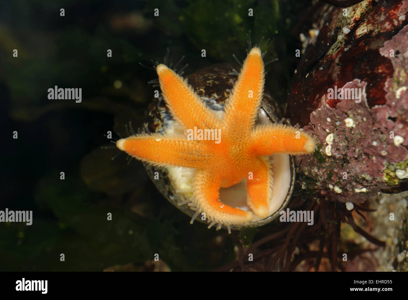 Seven-armed Starfish feeding - Lucida ciliaris Stock Photo