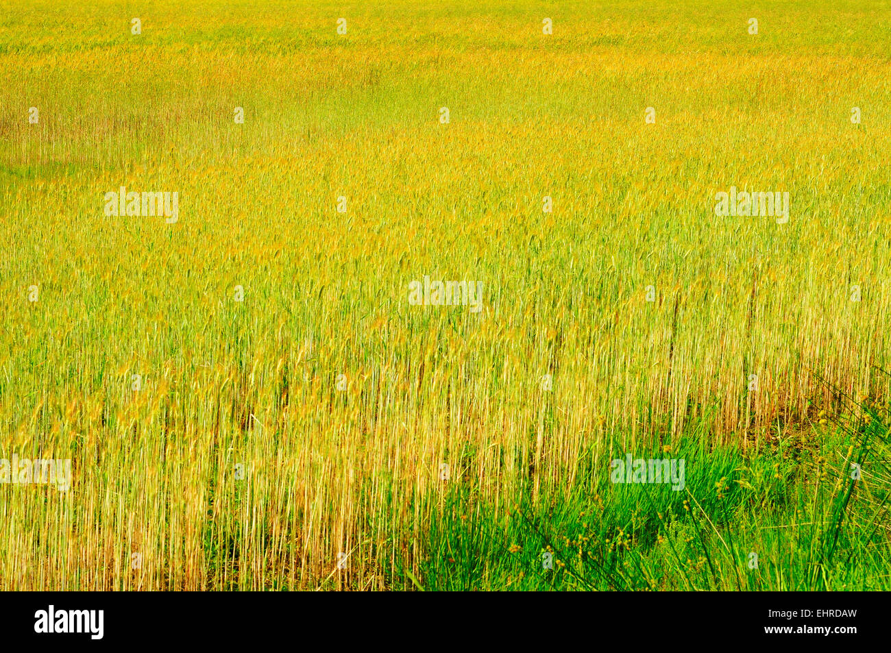 view of a wheat field with mature spikes in the summer Stock Photo