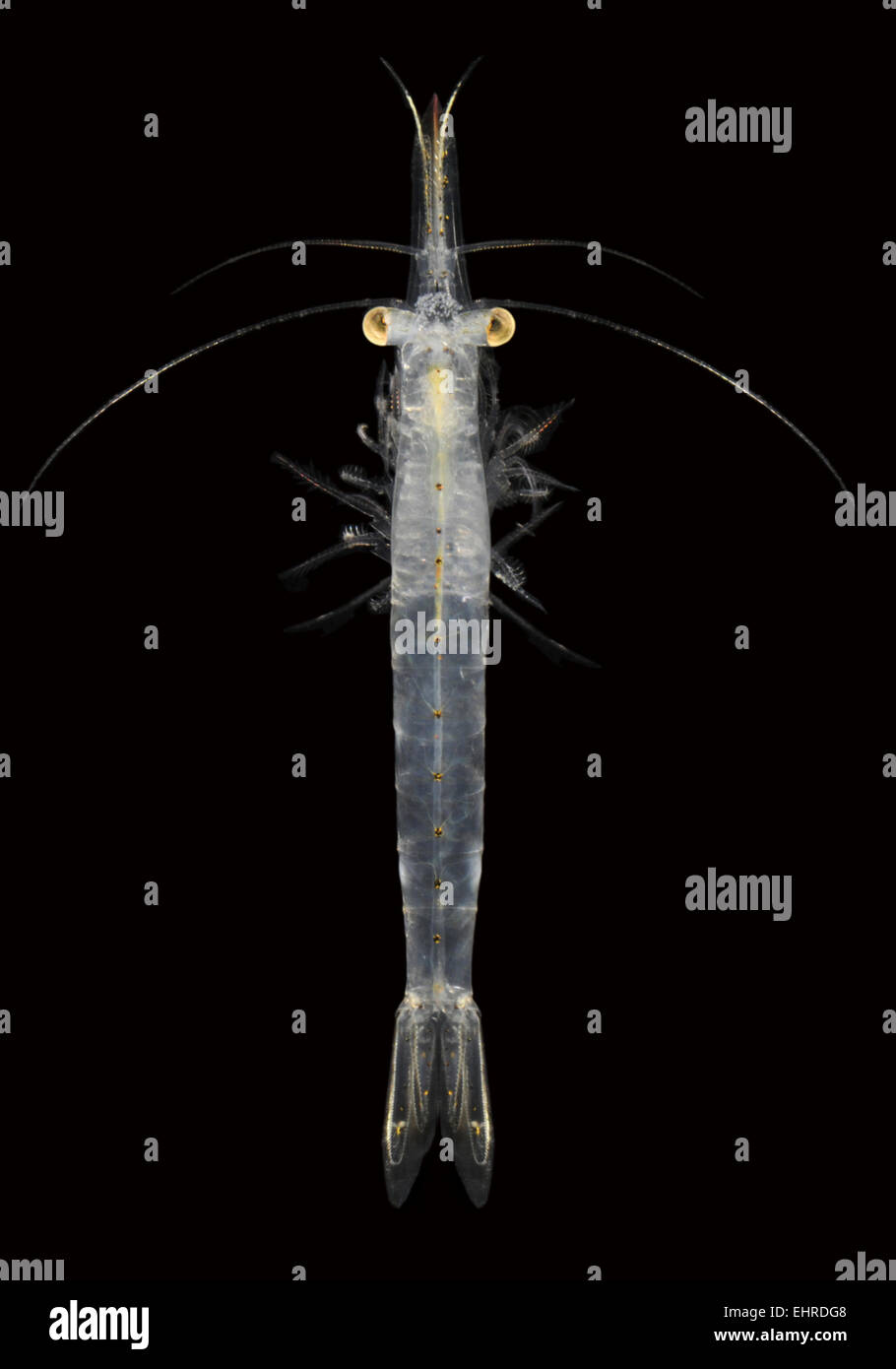 Chameleon Shrimp - Praunus flexuosus Stock Photo