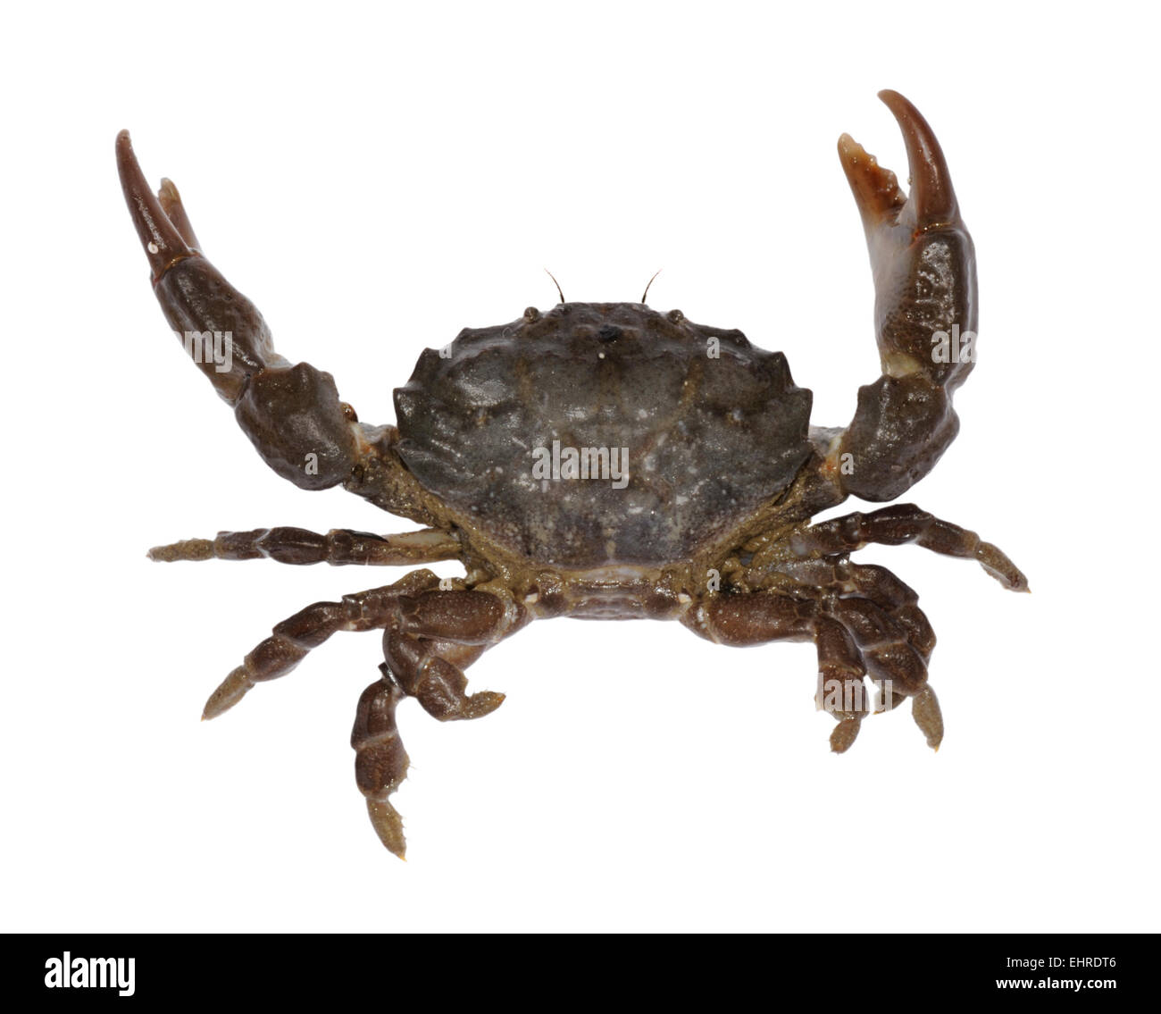 Risso's Crab - Xantho pilipes Stock Photo