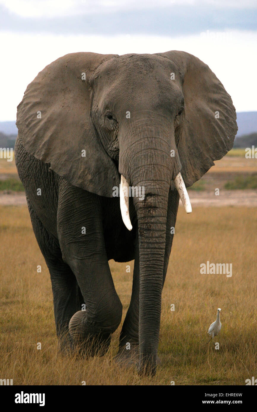 Bull Elephant, Amboseli National Park, Kenya, Africa. Stock Photo