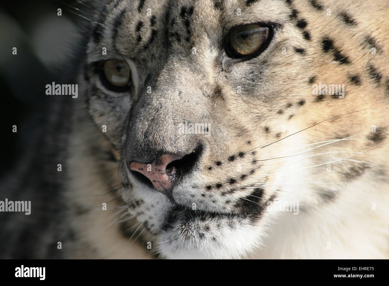 Snow Leopard - The Welsh Mountain Zoo, Colwyn Bay, Wales Stock Photo