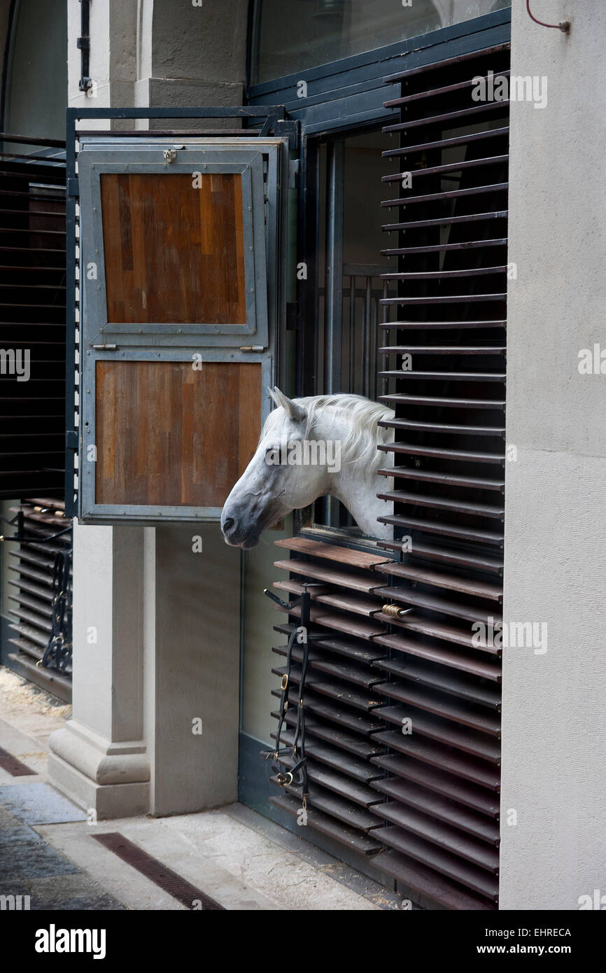White horse in stable in Spanish Riding School, Vienna Stock Photo Alamy
