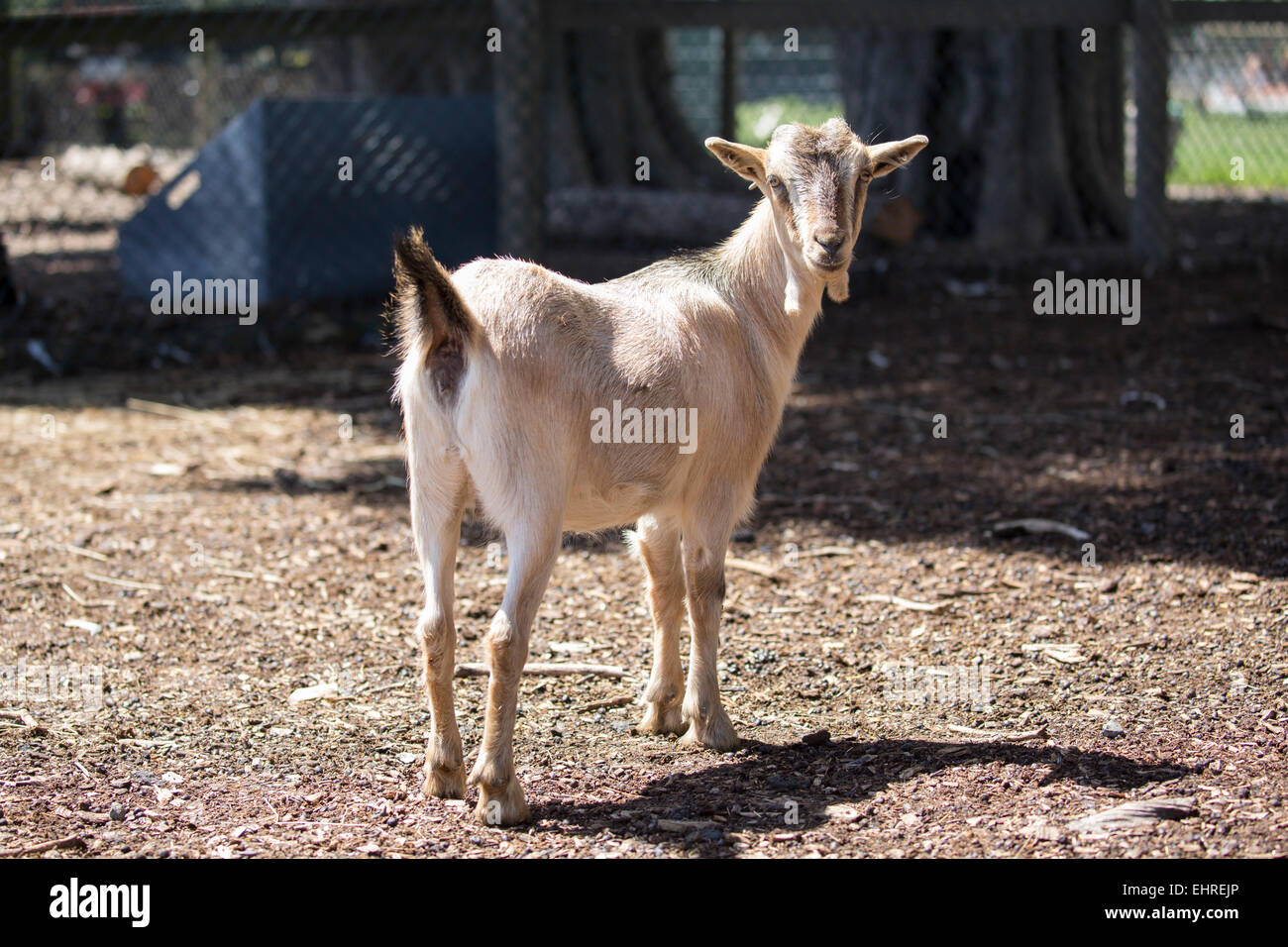 Goat hoofed animal hi-res stock photography and images - Alamy