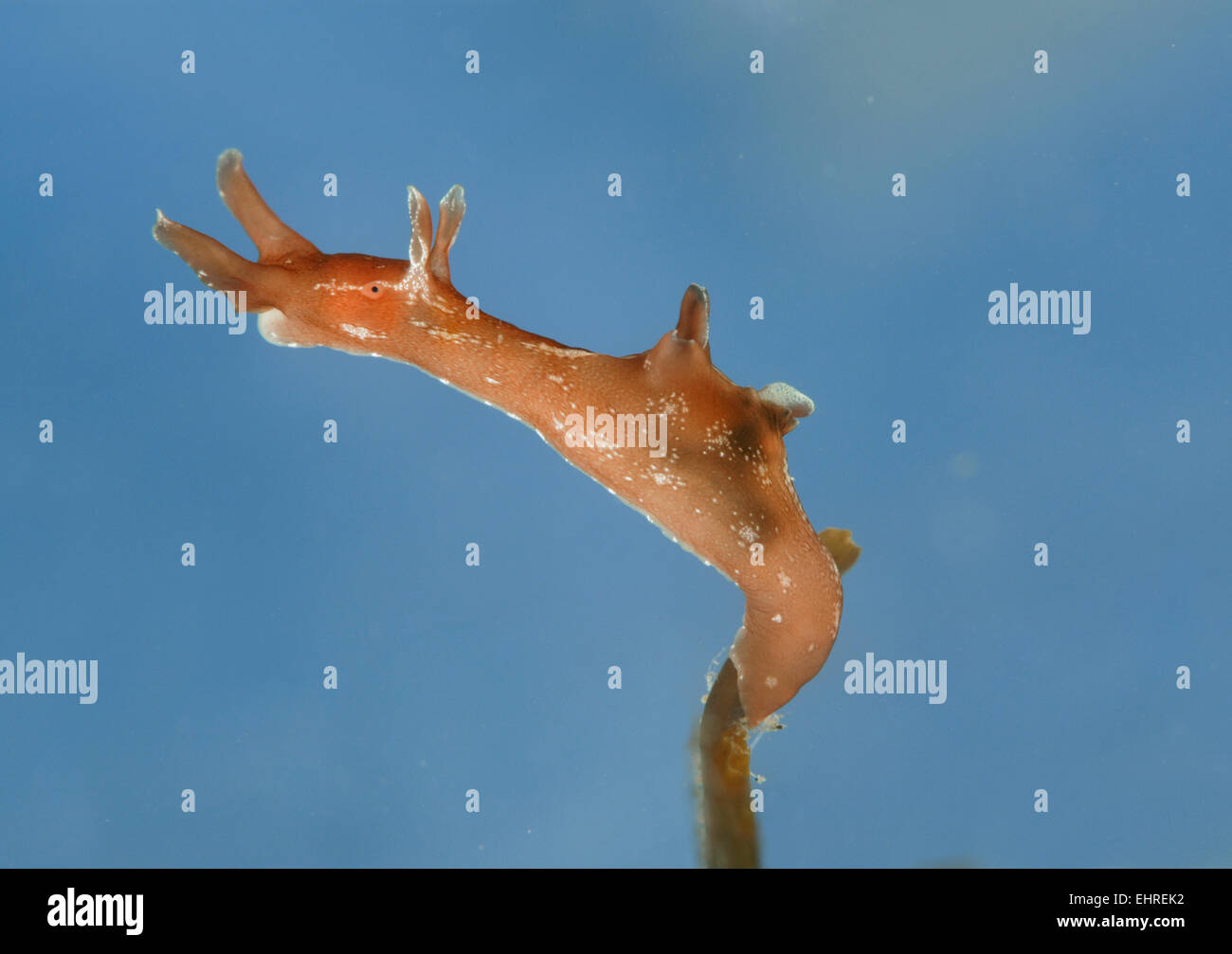 Sea Hare - Aplysia punctata Stock Photo