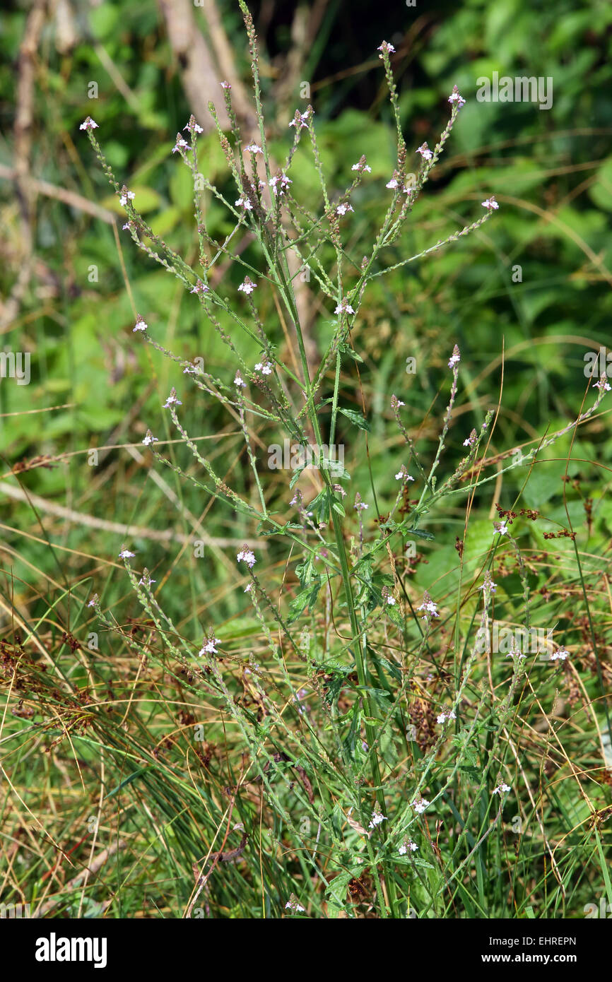 Verbena officinalis, Common Vervain Stock Photo