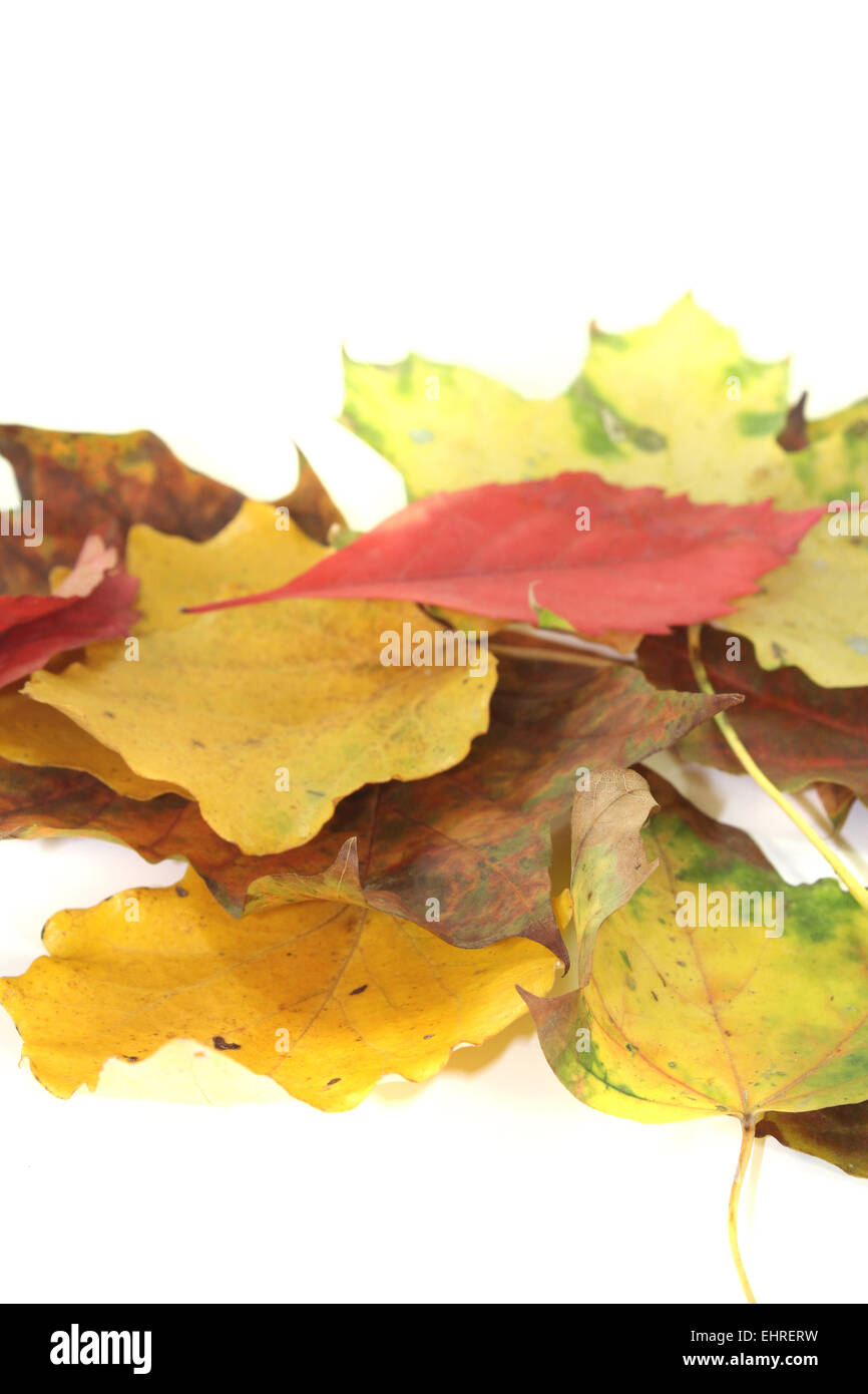 decorative autumn leaves Stock Photo Alamy