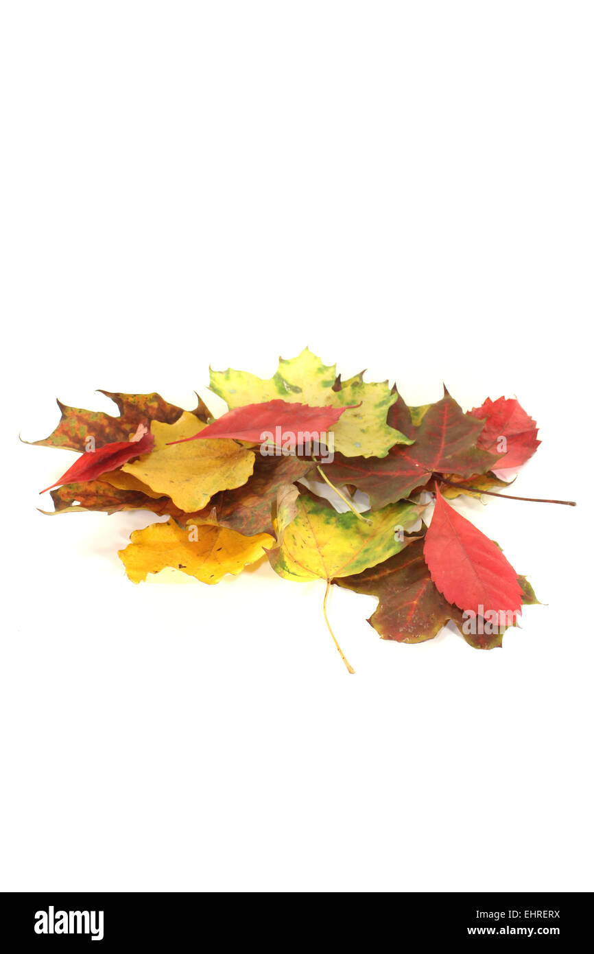 decorative autumn foliages Stock Photo