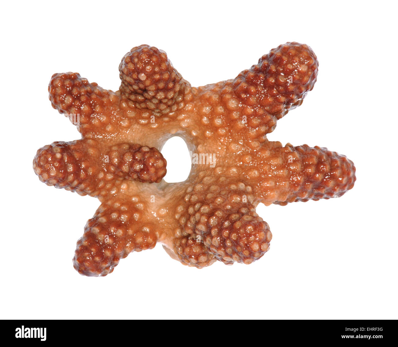 Red Fingers - Alcyonium glomeratum Stock Photo
