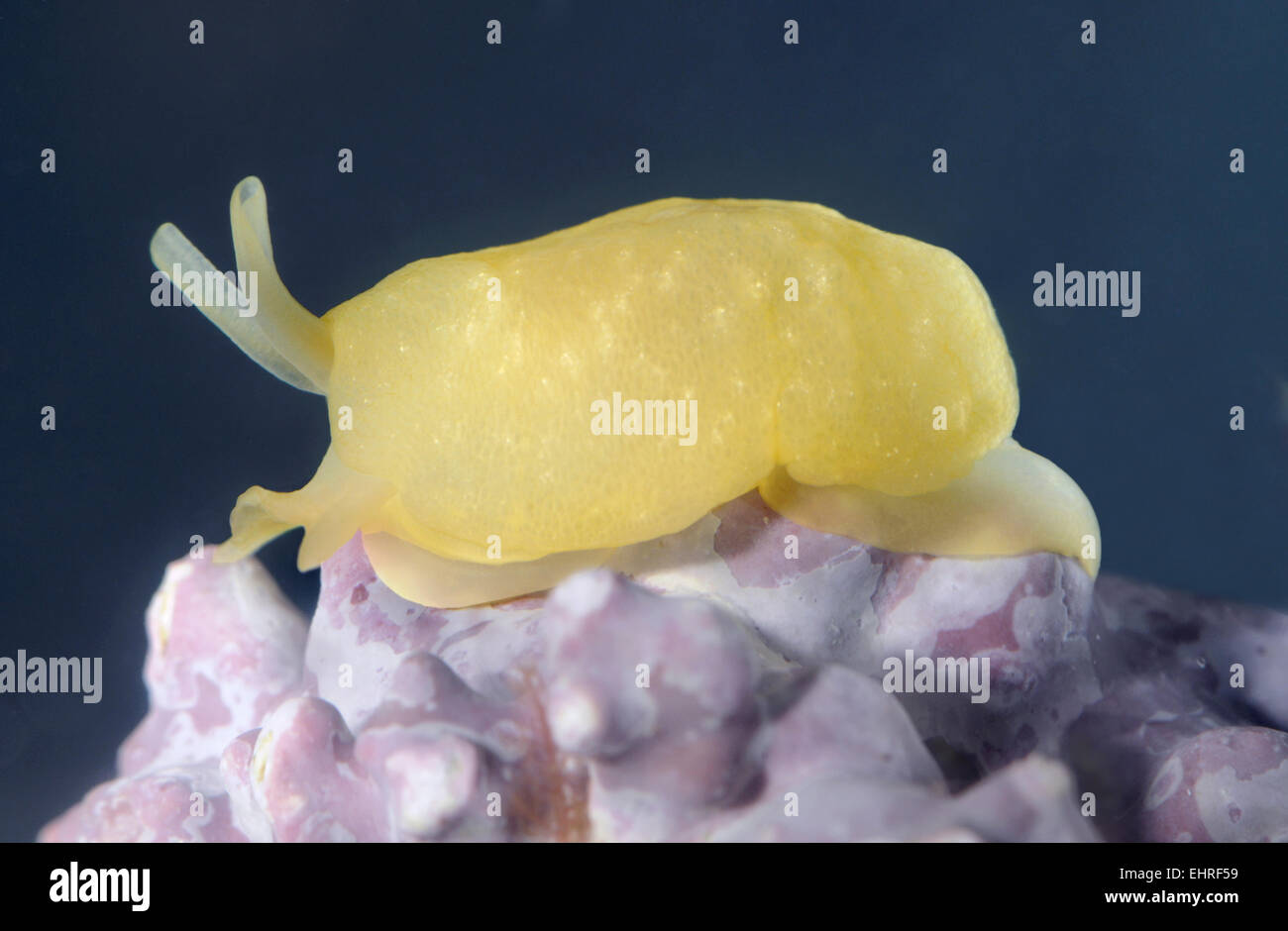 Yellow-plumed Sea Slug - Berthella plumula Stock Photo