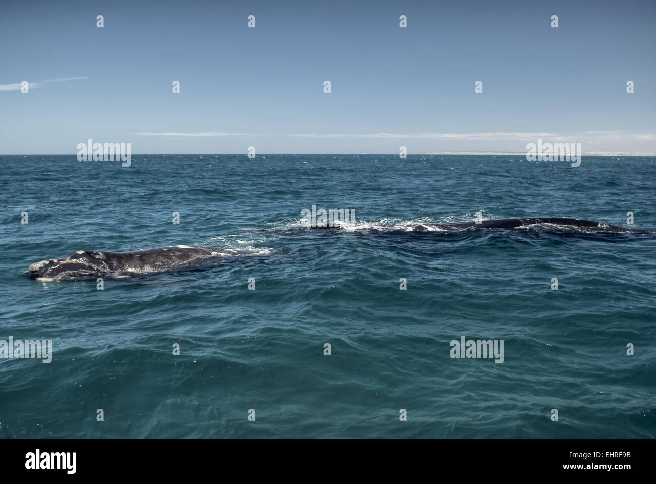 Whales in the ocean hi-res stock photography and images - Alamy