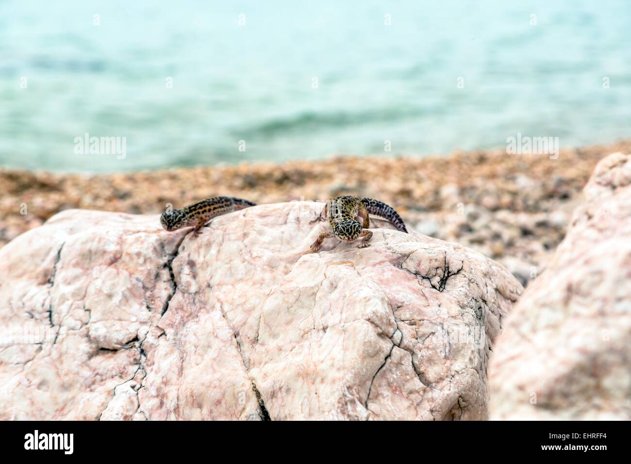 Leopard Gecko lizard on rocks Stock Photo Alamy