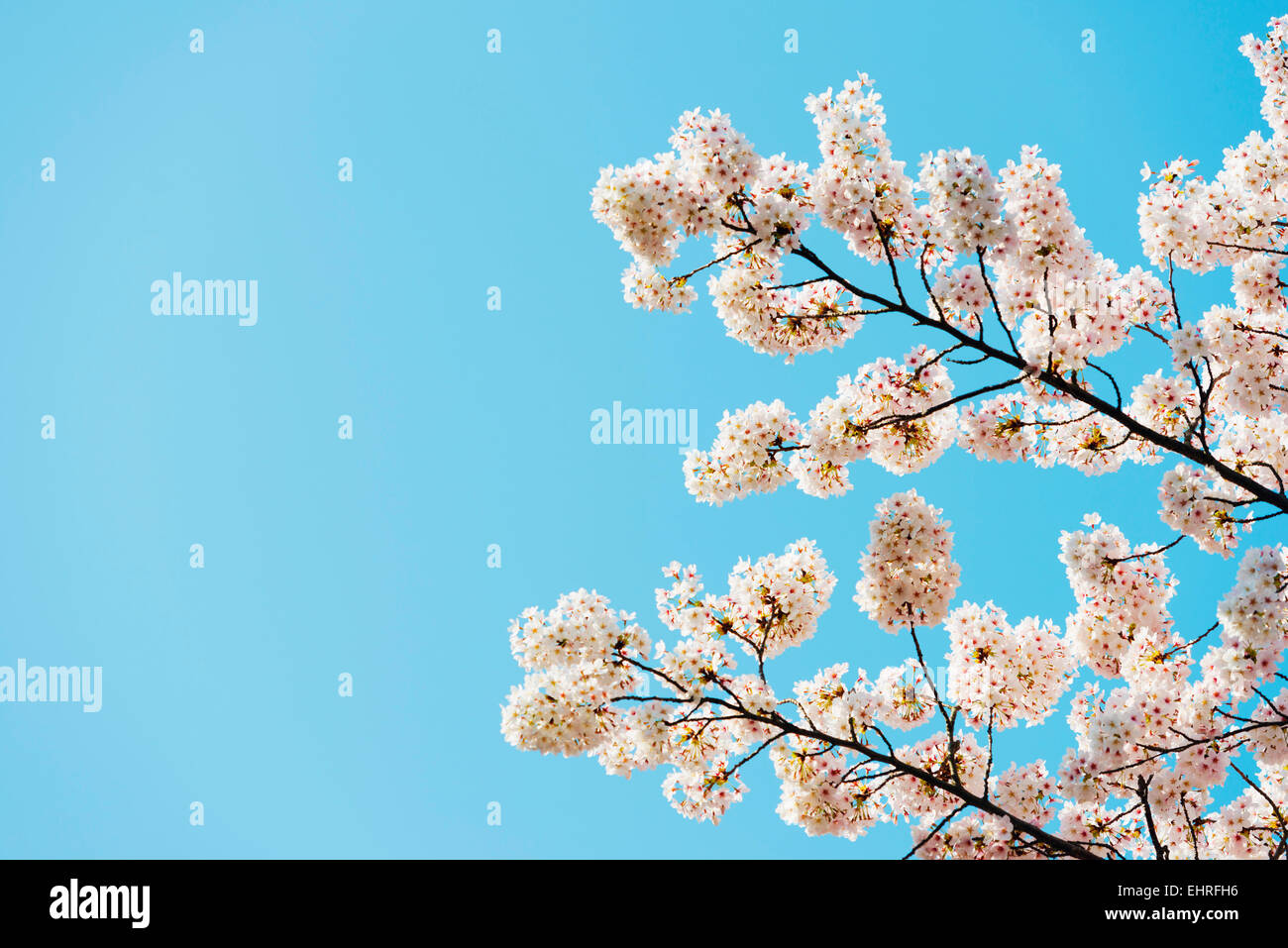 Asia, Republic of Korea, South Korea, Jeju island, Jeju city, spring cherry blossom Stock Photo
