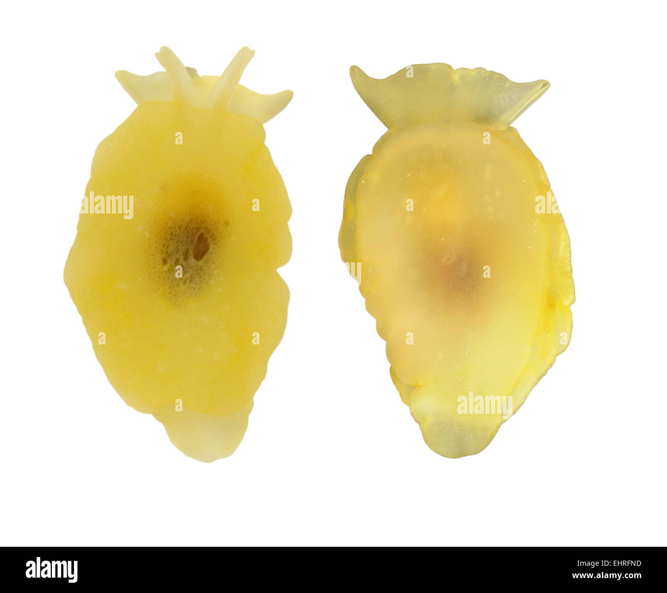 Yellowplumed Sea Slug Berthella plumula Stock Photo Alamy