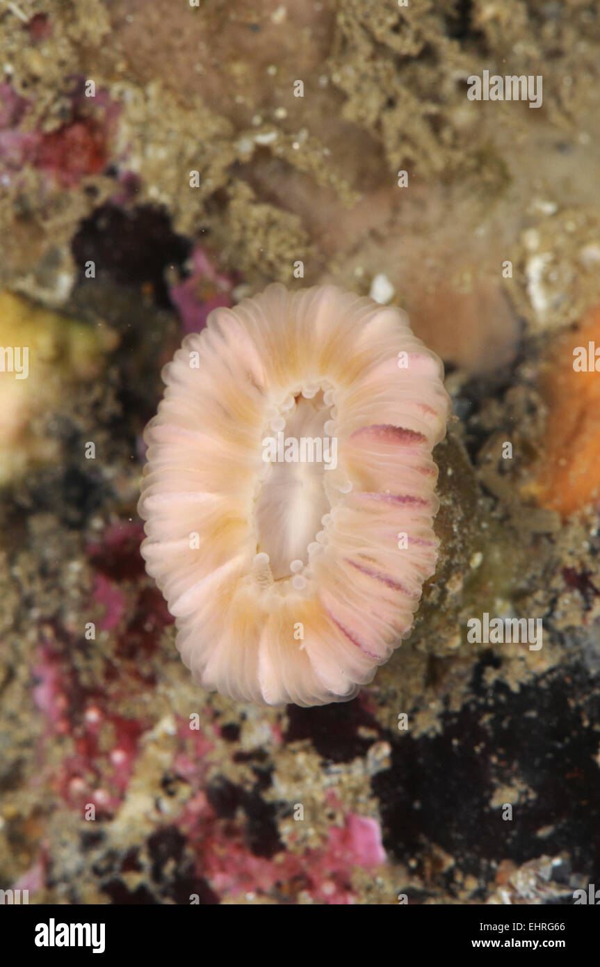 Devonshire Cup-coral - Caryophyllia smithii Stock Photo