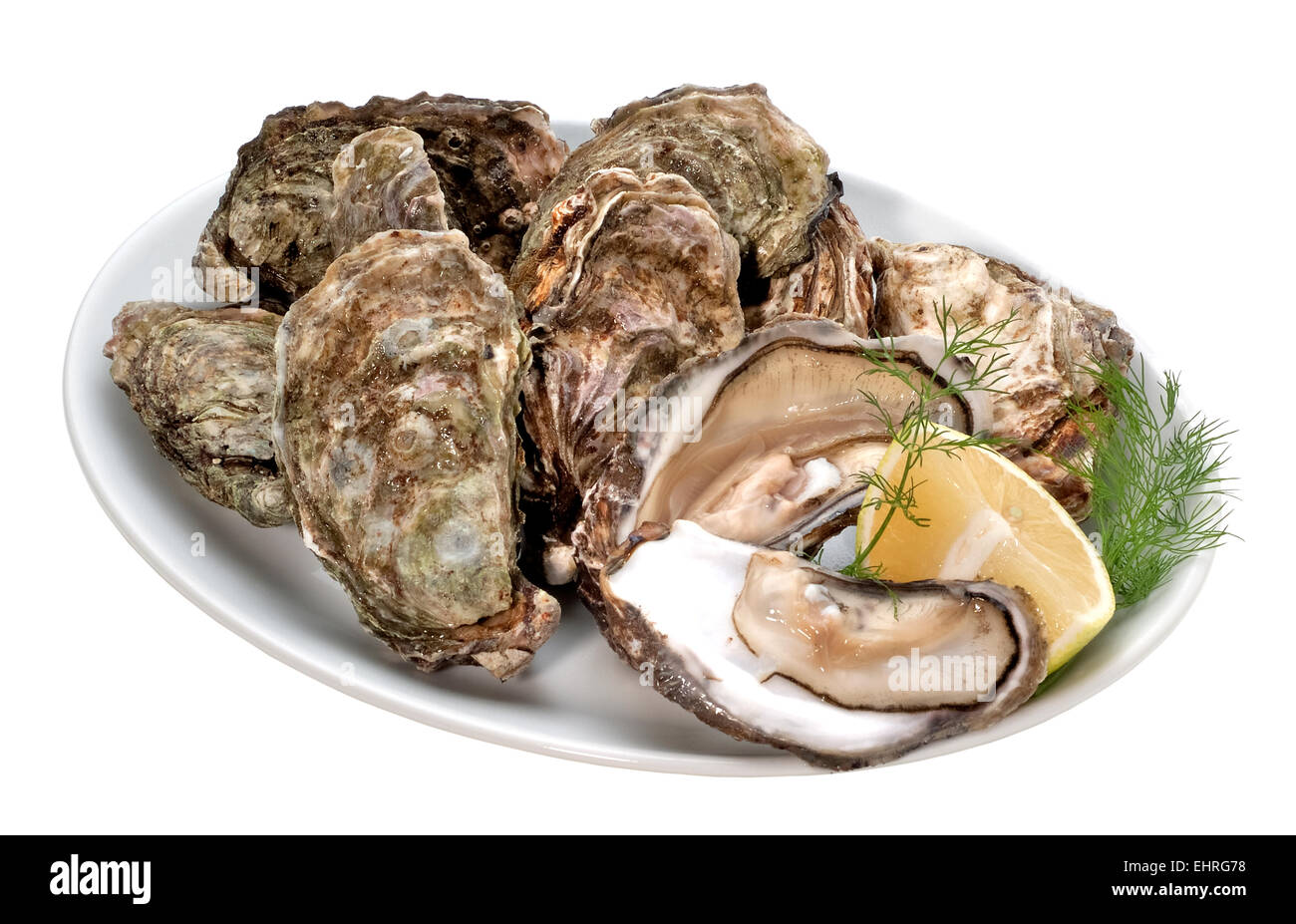 Fresh Oysters(+clipping path) Stock Photo