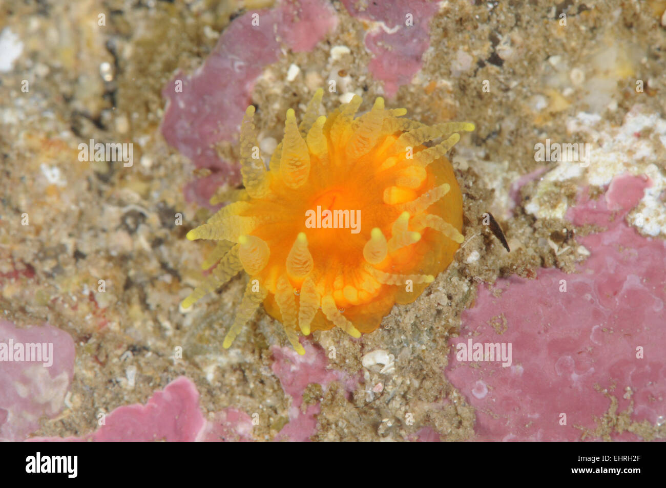Scarlet and Gold Star Coral - Balanophyllia regia Stock Photo