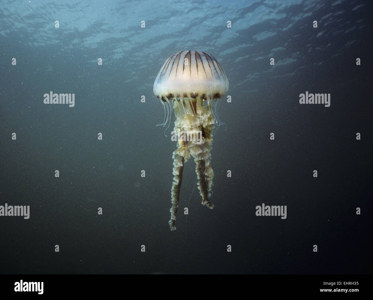 Compass Jellyfish - Chrysaora hyoscella Stock Photo