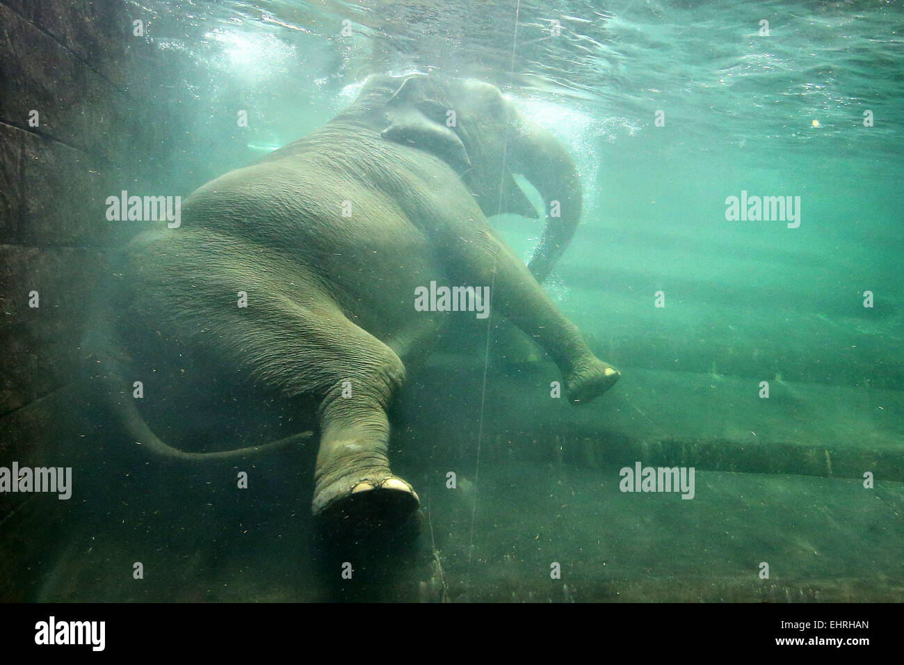 Leipzig, Germany. 17th Mar, 2015. The pregnant cow elephant takes a bath in the swimming pool of the elephant temple Ganesha Mandir at the zoo in Leipzig, Germany, 17 March 2015. Three years ago Hoa was pregnant for the first time but tragically she killed her calf after giving birth. The birth is expected in the next days. Credit:  dpa picture alliance/Alamy Live News Stock Photo