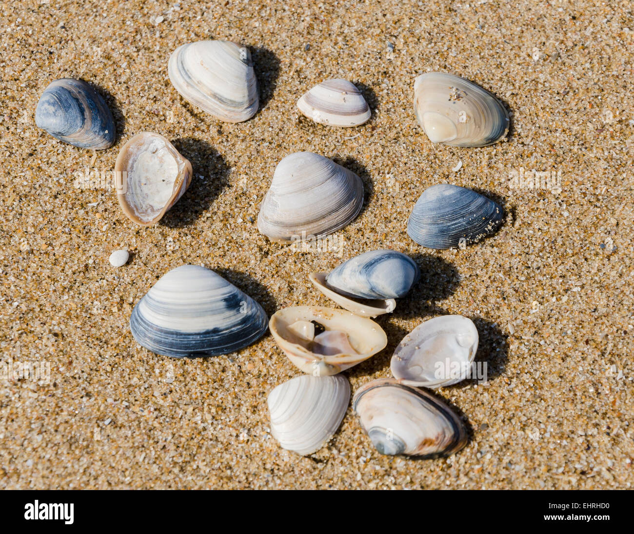 Shells on a beach in the sand near Meijendel, Wassenaar Stock Photo