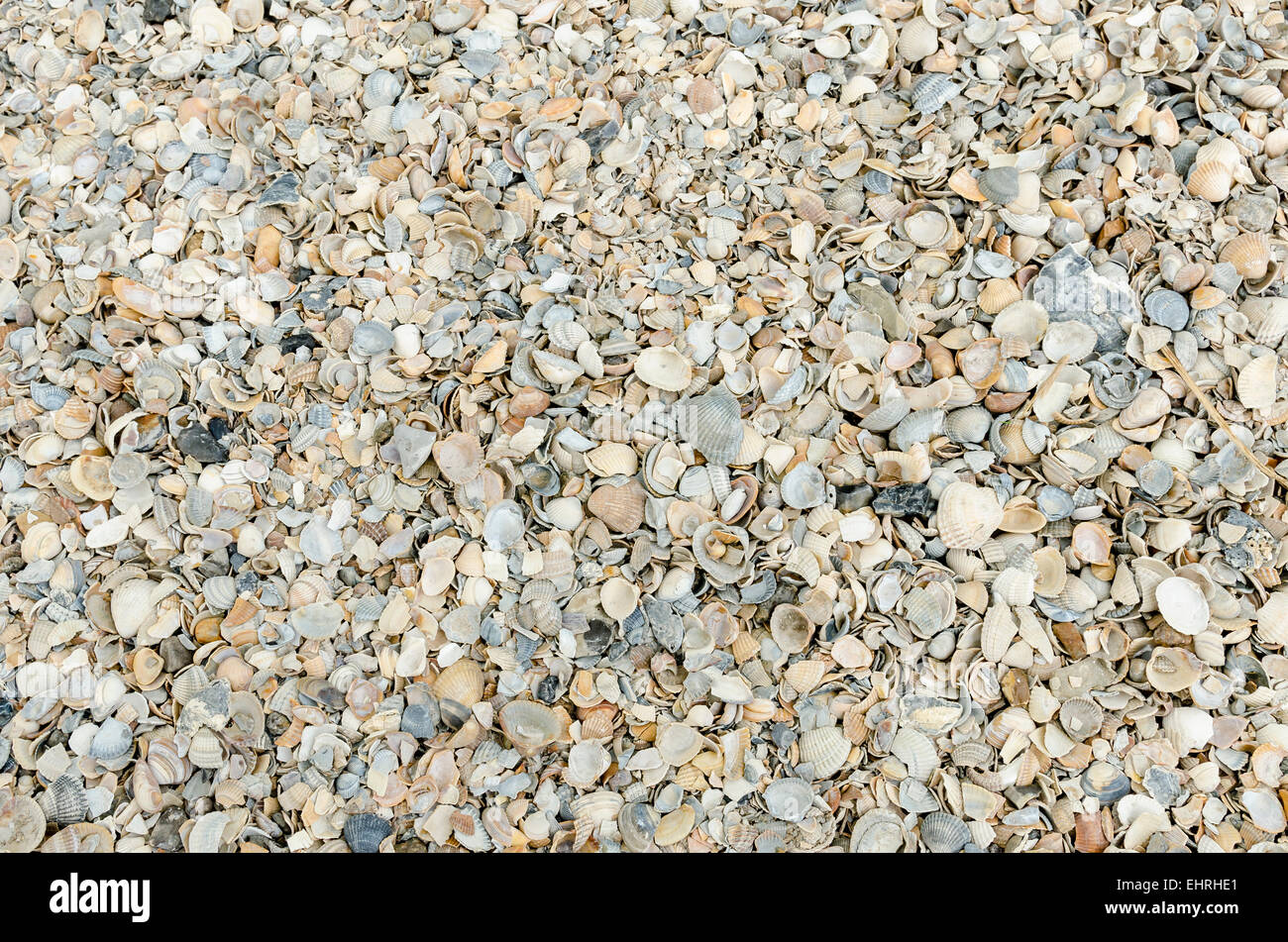 Detail of a shellpath at Volendam Stock Photo Alamy