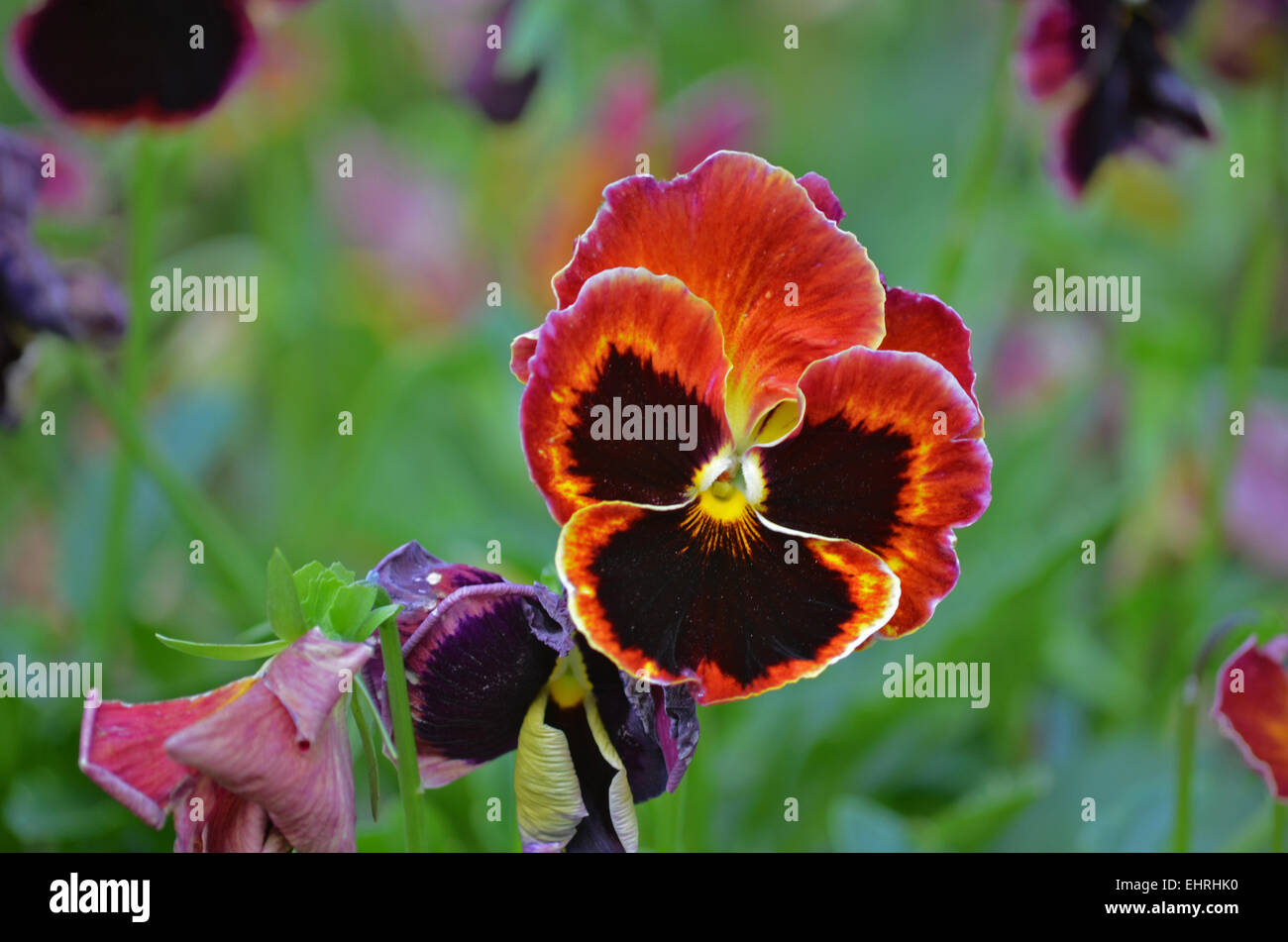 Red Pansy flower in a Botanical Garden at Ooty,Tamil Nadu,India Stock Photo
