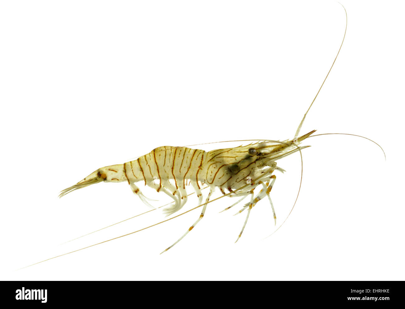 Common Prawn - Palaemon serratus Stock Photo