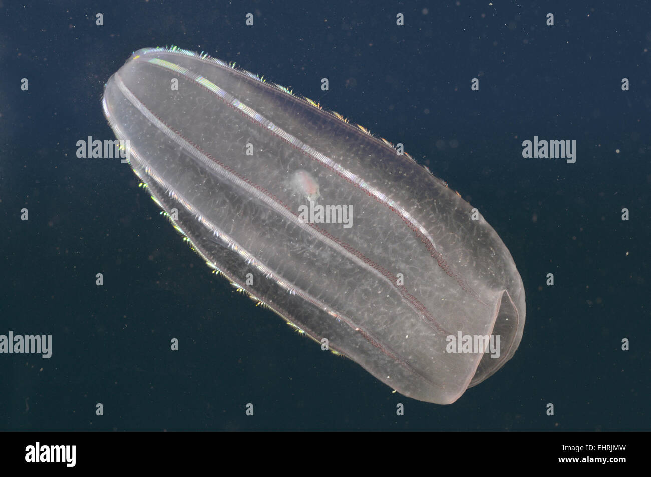 Comb Jelly - Beroe cucumis Stock Photo