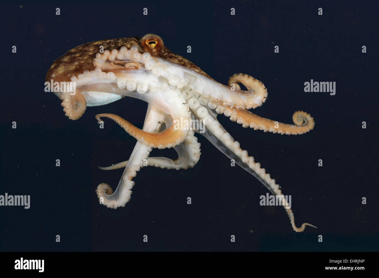 Curled Octopus - Eledone cirrhosa Stock Photo