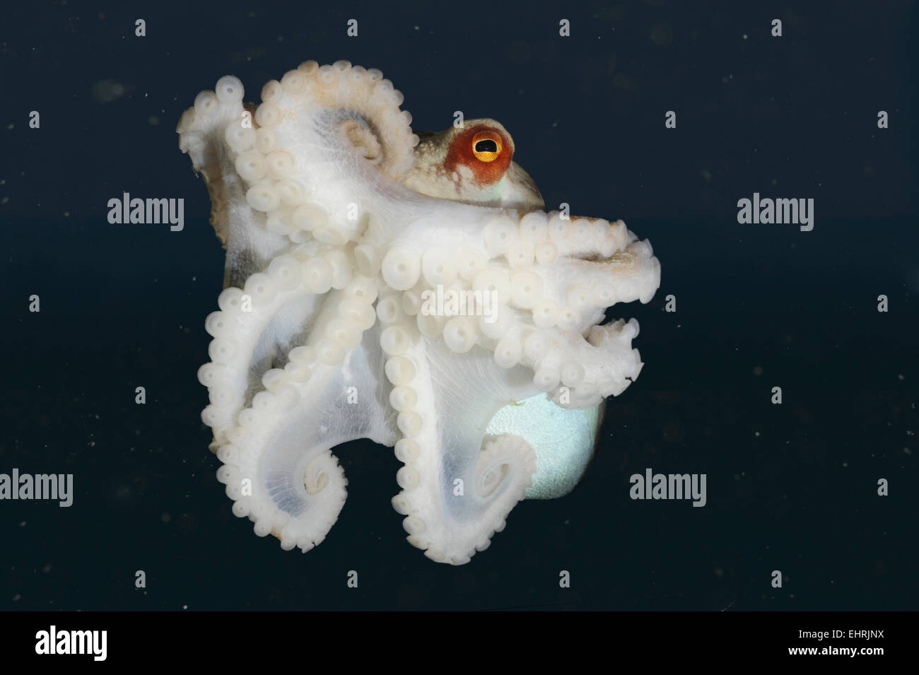 Curled Octopus - Eledone cirrhosa Stock Photo