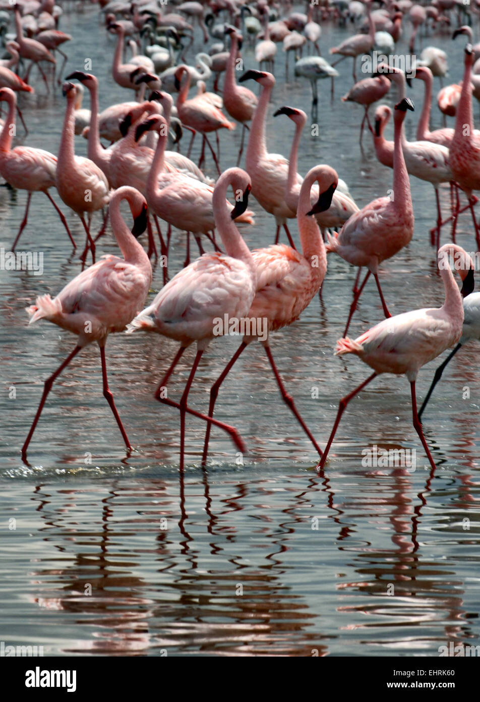 Flamingos feeding at Lake Nakuru National Park, Great Rift Valley, Kenya, Africa. Stock Photo