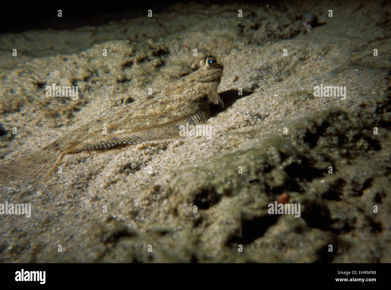 Winter Flounder High Resolution Stock Photography And Images Alamy Winter Flounder High Resolution Stock Photography And Images Alamy