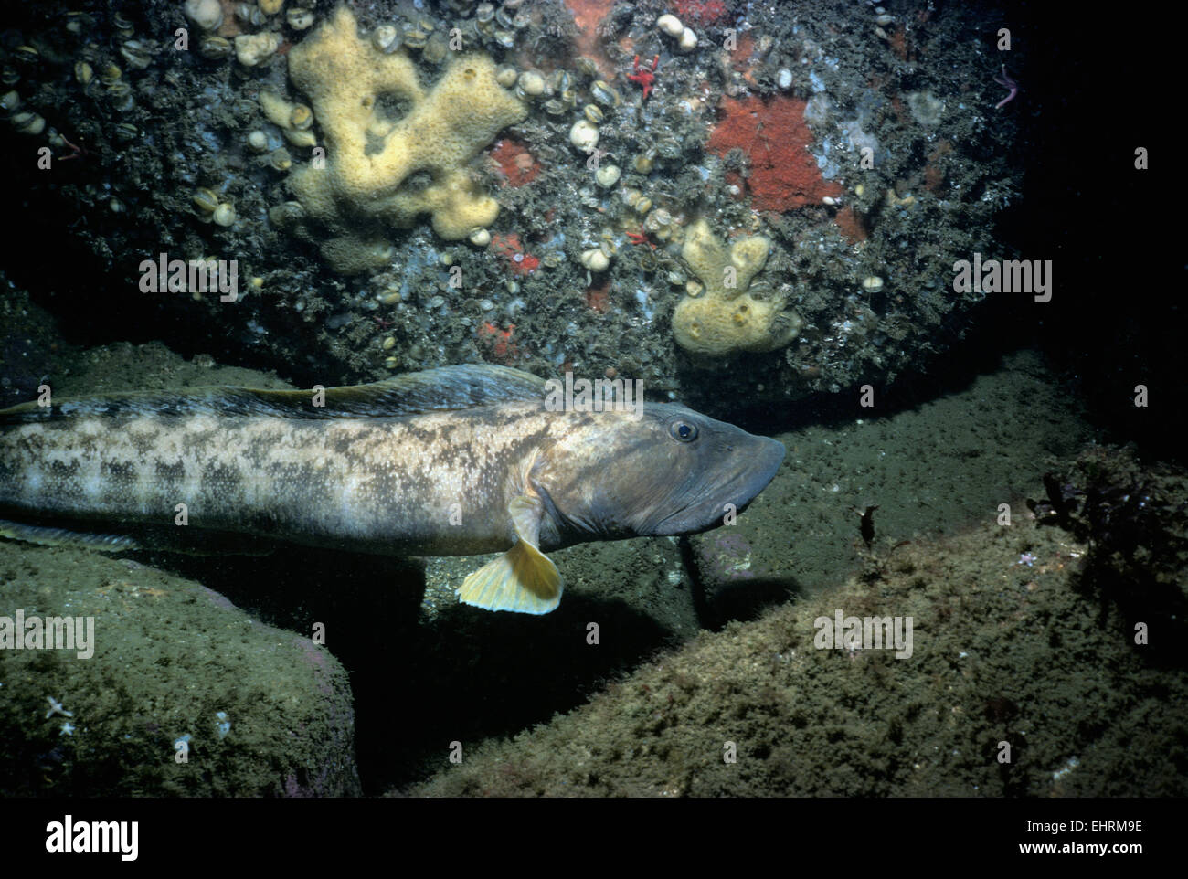 Ocean Pout (Macrozoarces americanus) on rocky bottom, New England - North Atlantic Ocean. Stock Photo