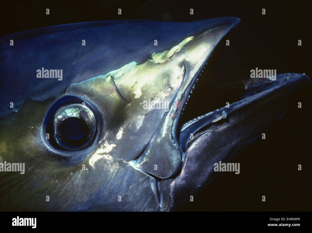 Face of Yellowfin Tuna (Thunnus albacares), Mexico - Pacific Ocean. Stock Photo