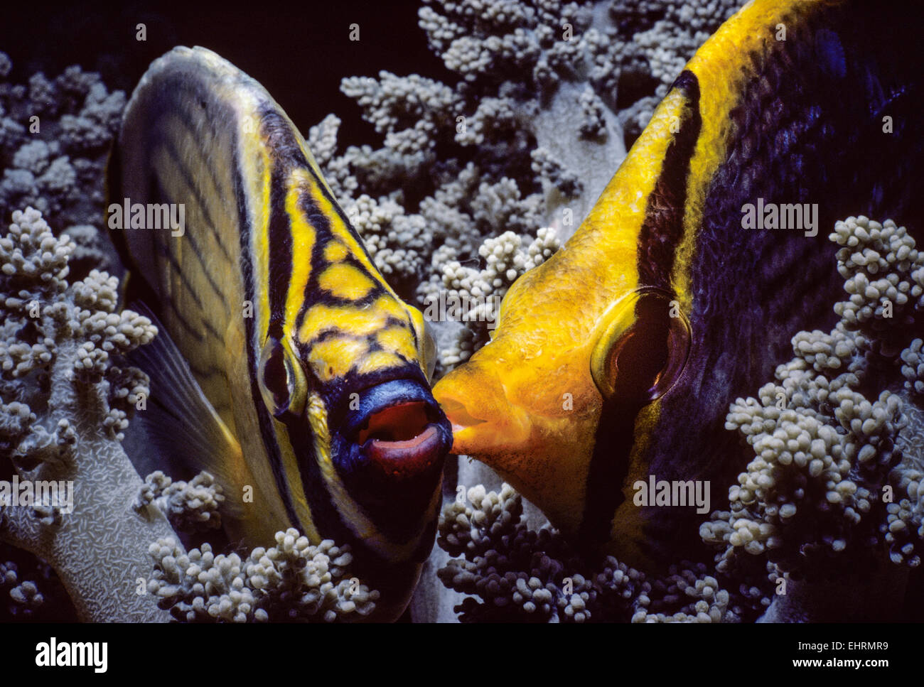 Blackback Butterflyfish (Chaetodon melannotus) and Exquisite Butterflyfish (Chaetodon austriacus)  kissing in soft coral at nigh Stock Photo