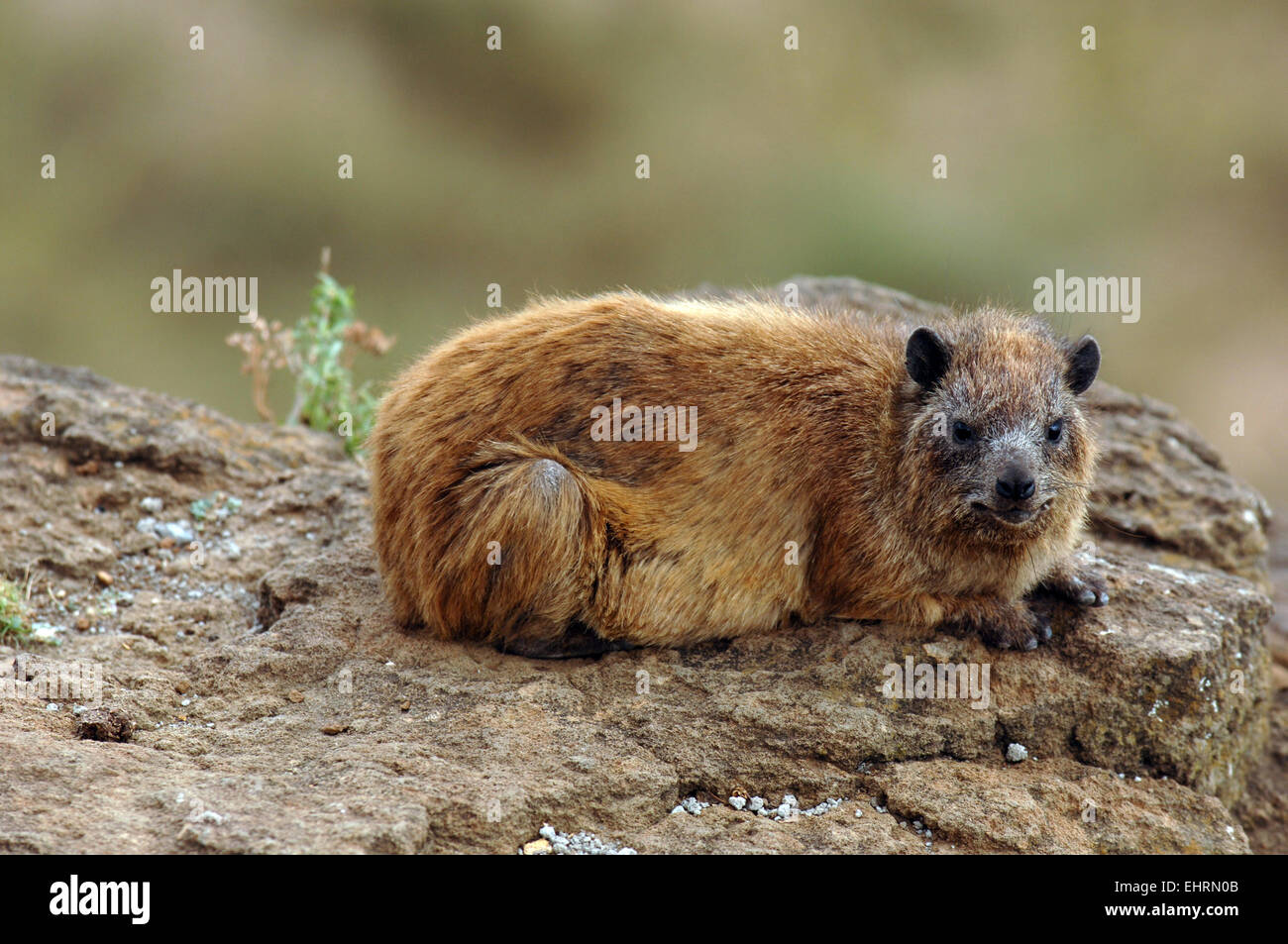 Rock Hyrax at Lake Nakuru National Park, Great Rift Valley, Kenya ...