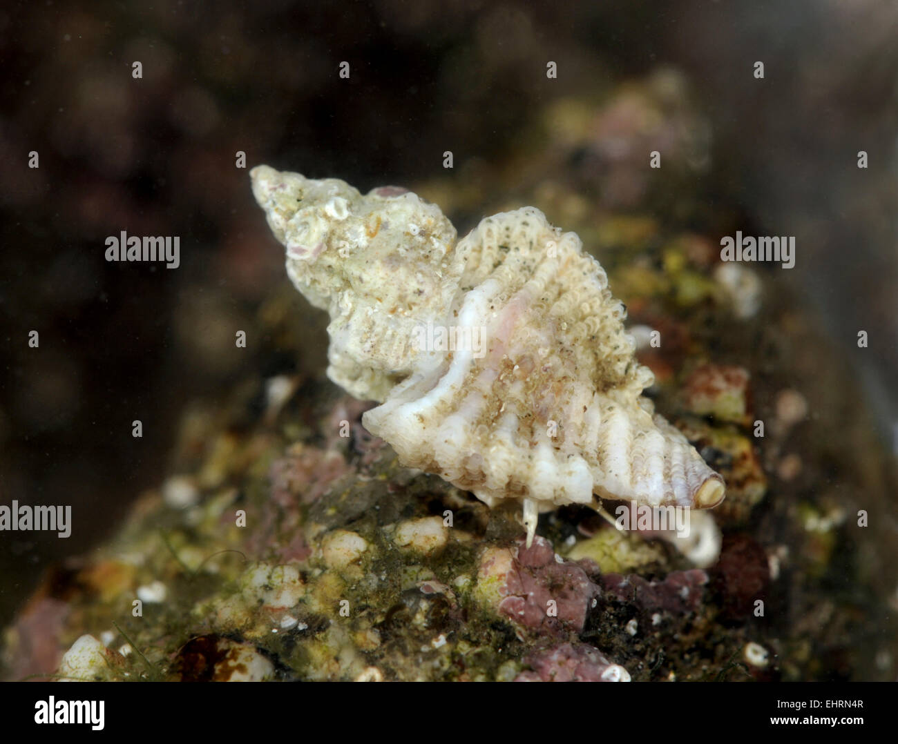 European Sting Winkle - Ocenebra erinacea Stock Photo
