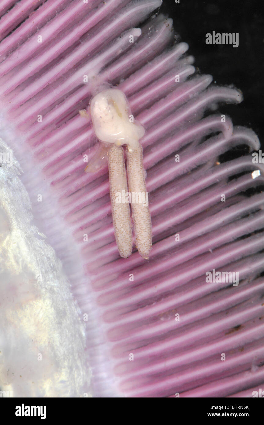 Parasitic Copepod - Clavella adunca Stock Photo