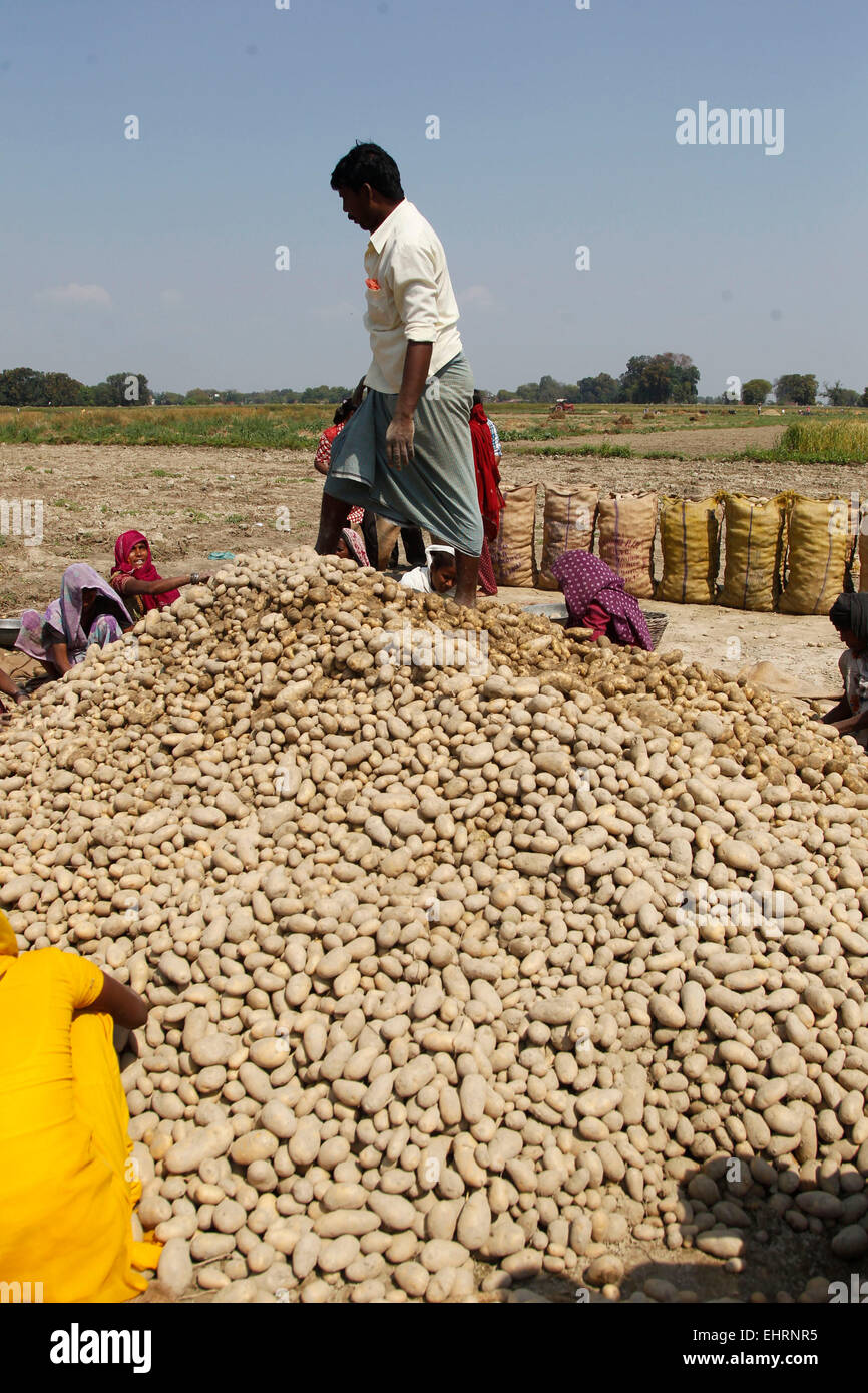 Farmers harvest potatoes due to heavy rain potatoes and wheat damage. (Photo by Ravi Prakash