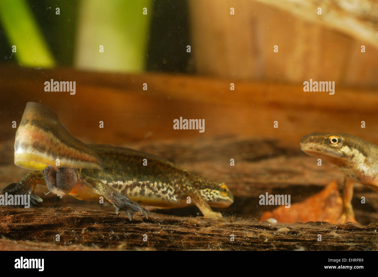 Palmate newt (Triturus helveticus)  courtship and mating rituals | Das Fadenmolch-Männchen (Triturus helveticus) umwirbt ein Wei Stock Photo