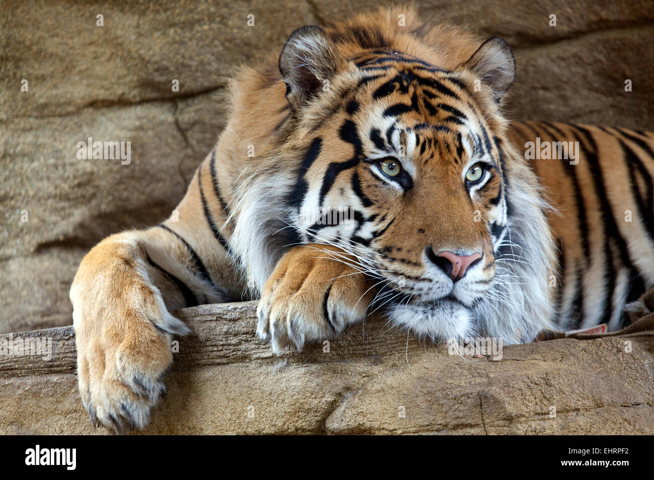 A landscape view of a Sumatran Tiger Stock Photo