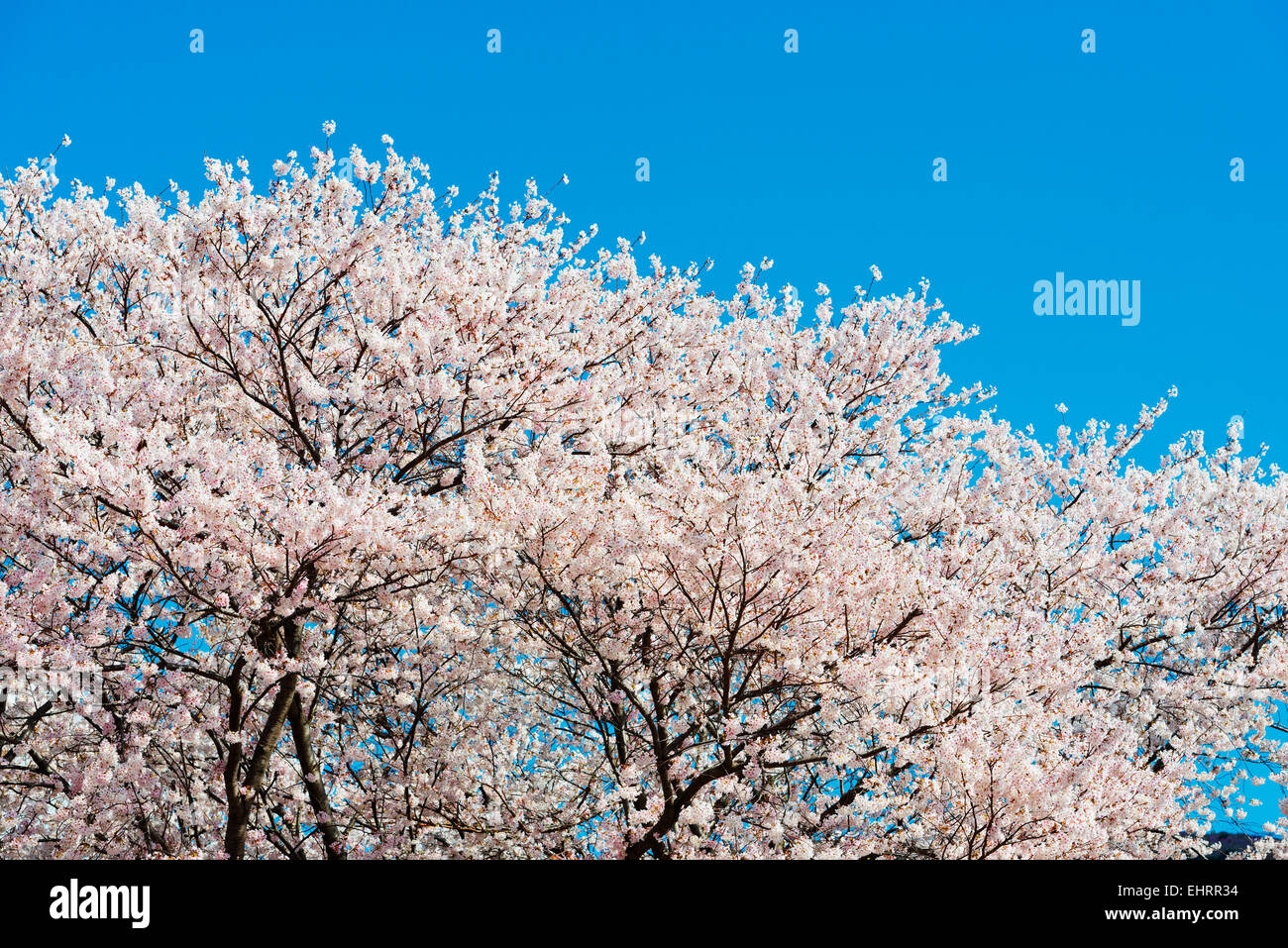 Asia, Republic of Korea, South Korea, Jinhei, spring cherry blossom festival Stock Photo