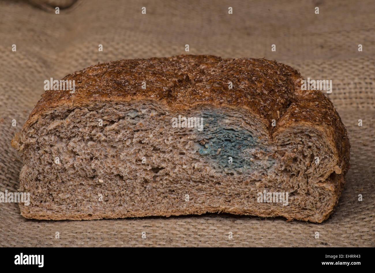 Bread mould: Rhizopus stolonifer. Surrey, England Stock Photo