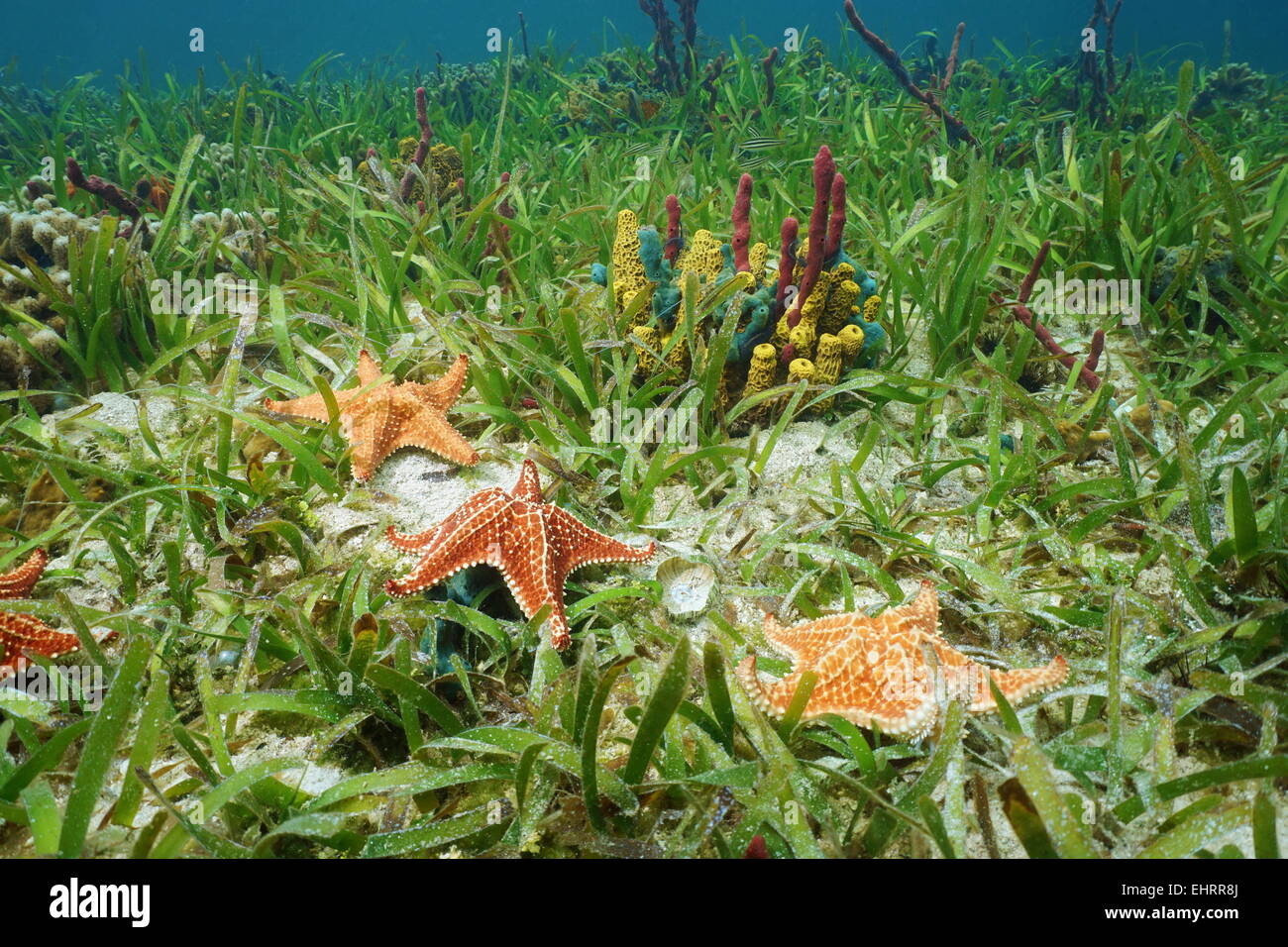 Cushion sea star undersea with colorful sponges on grassy seabed in the Caribbean sea Stock Photo
